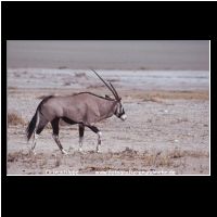 3-068 Orixantilope.jpg